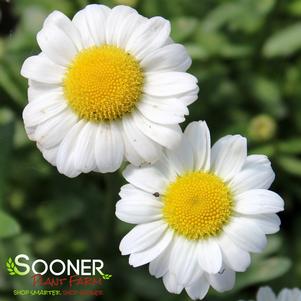 DARLING DAISY™ SHASTA DAISY